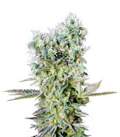 Graines de cannabis Northern Lights X (Genehtik Seeds)