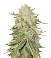 Graines de cannabis Sour Kosher (DNA Genetics)