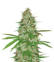 Graines de cannabis Strawberry Banana (Reserva Privada)