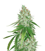 Toxic feminized seeds