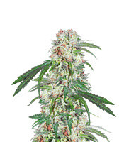 Zamaldelica x Kali China feminized seeds