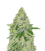 Sherbet Autoflower (Seedstockers)