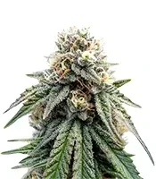 All The Sauces R1 Feminized Seeds (Ethos Genetics)