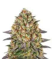 Banana Krumble Seeds