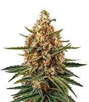 Bubba Slush Seeds