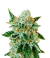 Semi Femminizzati Bubblegum Auto (Barney's Farm)