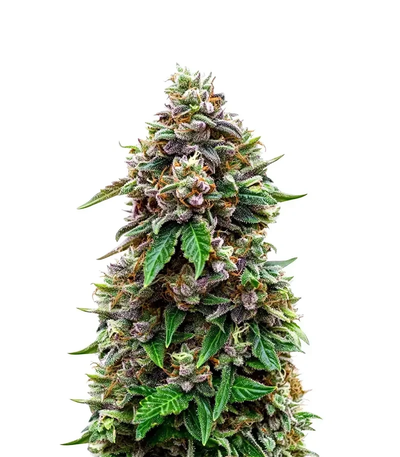 Cosmic Cheddar F1 Seeds (Royal Queen Seeds)