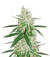 Semi femminizzati Exodus Cheese x Durban Panama