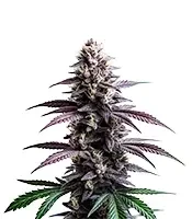 Extraction Zoap Seeds