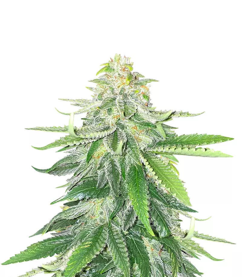 GG#4 Original Glue Feminized Seeds (Herbies Seeds USA)