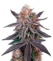 Semi Femminizzati King's Juice (Green House Seeds)
