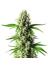 Nikki & Swami’s Lemon OG Seeds