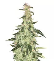 Northern Light Auto (Xtreme Seeds)