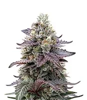 Ztrawberry Seeds