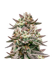 Graines de cannabis Deadhead OG (Cali Connection Seeds)