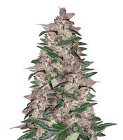 Purps #1 (Dinafem Seeds)