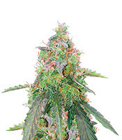 Graines de cannabis Skunk Auto (GHS)