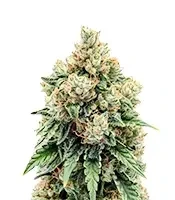 Jamaican Dream Auto Seeds