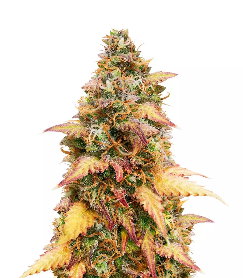 LSD Auto