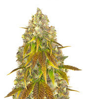 818 Headband feminized seeds