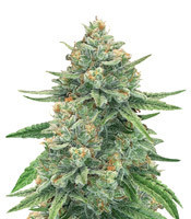 Gorilla Glue #4 Auto Seeds For Sale