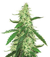 Green Crack feminized seeds (Blimburn Seeds)