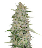 Mangobiche Kush Regular (CannaBioGen)