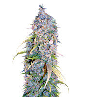 Sugarloaf feminized seeds