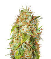 Zamaldelica regular (Ace Seeds)