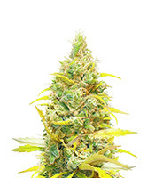 Critical Daddy (BlimBurn Seeds) Cannabis-Samen