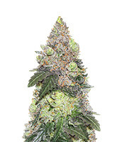 Graines de cannabis Girl Scout Cookies (Seedstockers)