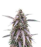 Purple Kush Feminized Seeds (Herbies Seeds USA)