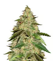 Semi femminizzati Big Bud (Seed Stockers)
