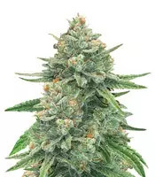 Graines de cannabis GG#4 Original Glue Auto (Original Sensible Seeds)