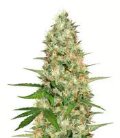 Graines de cannabis Purple Wreck (Reserva Privada)