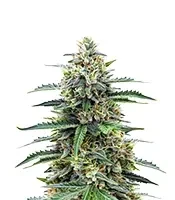Sour Diesel Auto Seeds