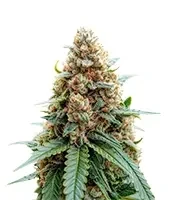 Tease Auto feminized seeds