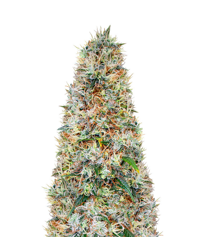 Zkittlez (Herbies Seeds)