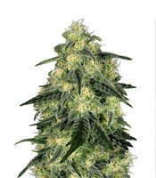 Blackvalley (Ripper Seeds) Cannabis-Samen