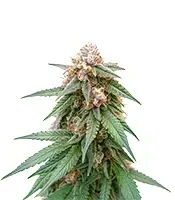 Graines de cannabis CR + (BlimBurn Seeds)