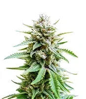 Graines féminisées de Lemongrass Auto (Humboldt Seed Company)