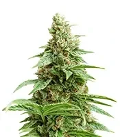 Melonade Runtz Seeds