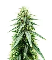 Purple Haze Fem Seeds