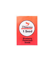 Blueberry (Phoenix Seeds) Cannabis-Samen