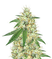 Headbanger (Karma Genetics) Cannabis-Samen