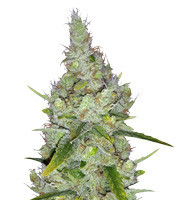 Lemon Trip feminized seeds