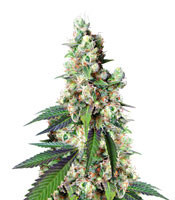 Somari regular (Soma Seeds) Cannabis-Samen