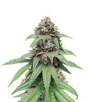 Triple G feminized seeds