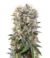 Wappa feminized seeds