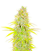 Candy Kush Fast Version Feminized Seeds (EGS)